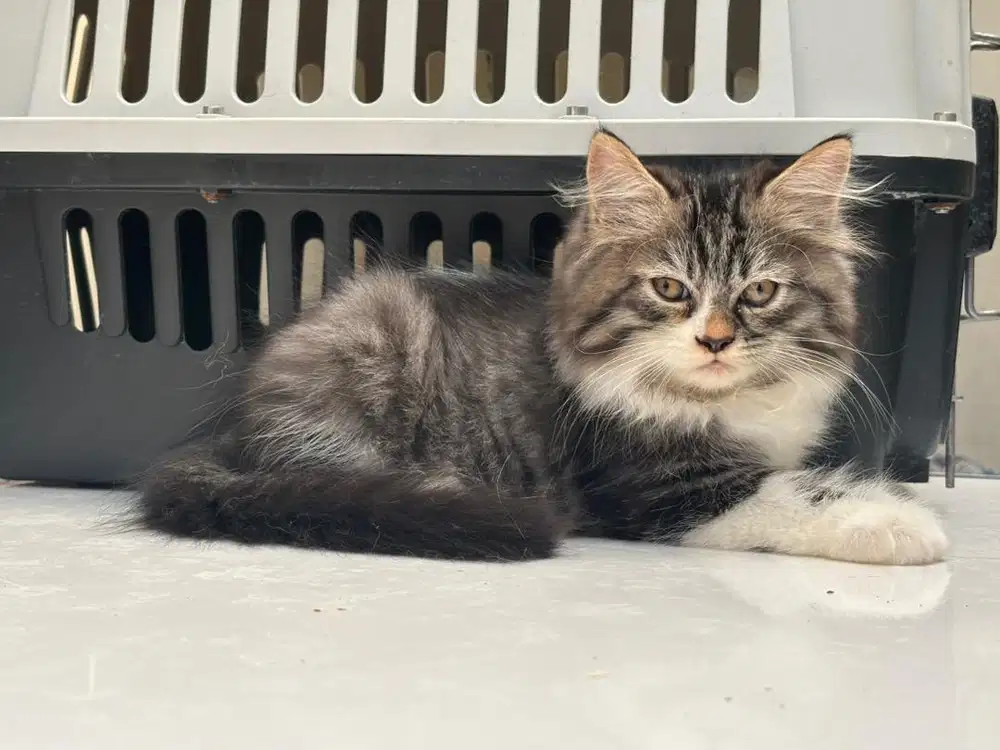 Adopsi Kitten Persia