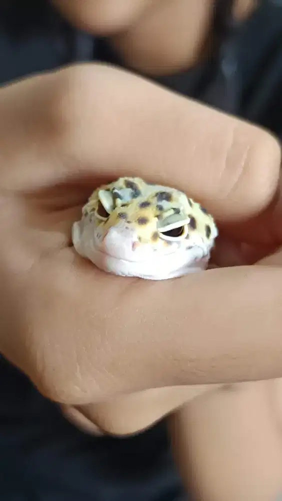 Geko Leophard umur 60 hari