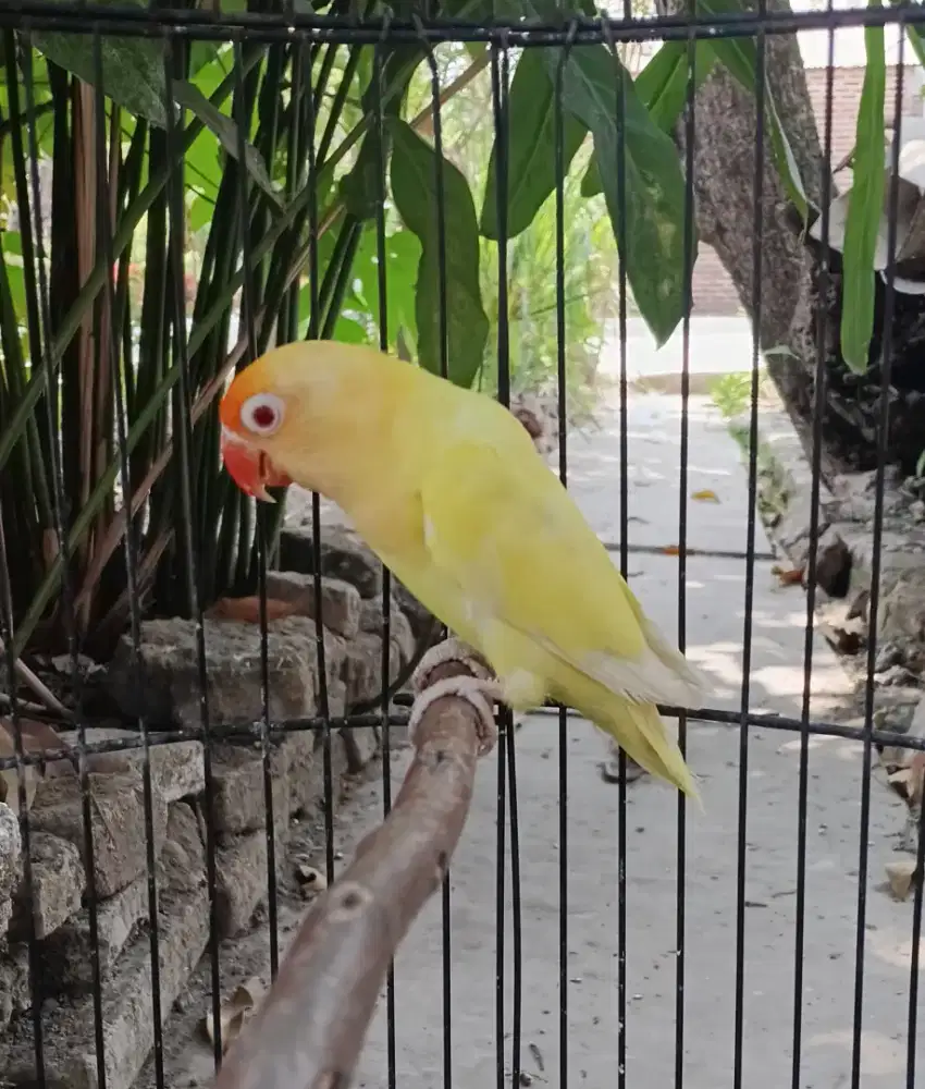 Lovebird pb cremino MM