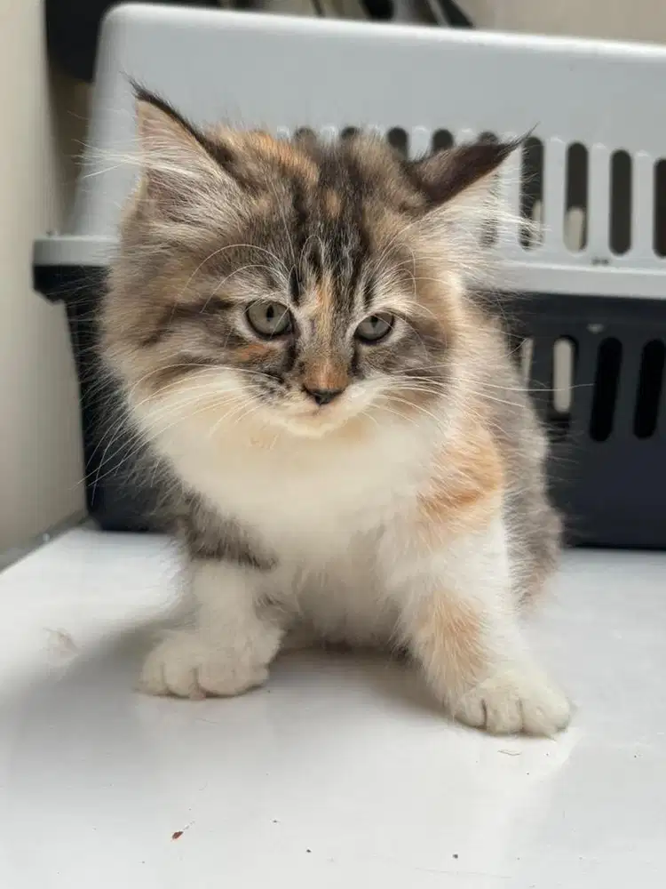 Adopsi Kitten Persia