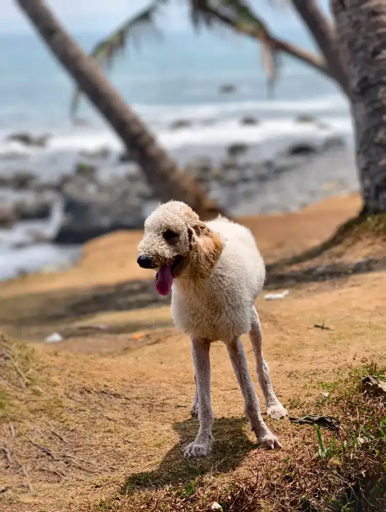 Giant poodle jantan vaksin stambum lengkap