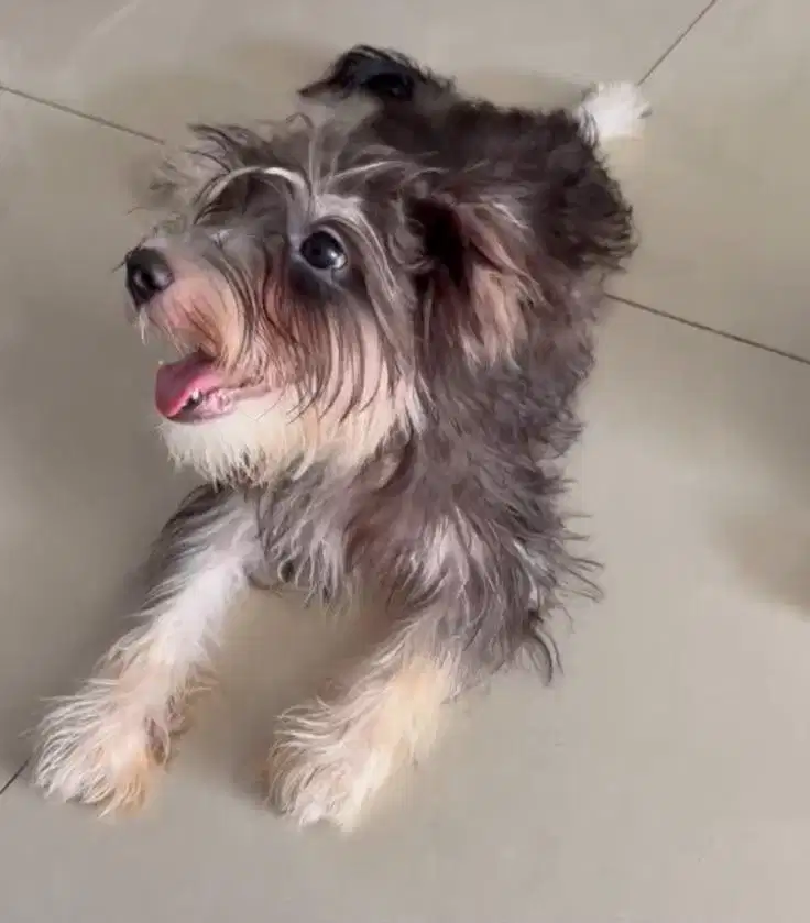 Morkie (maltese x yorkshire)