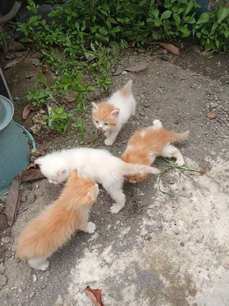 Lepas adopsi kitten Persia mix ragdol