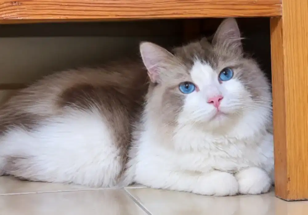 Ragdoll Murni Male parent import