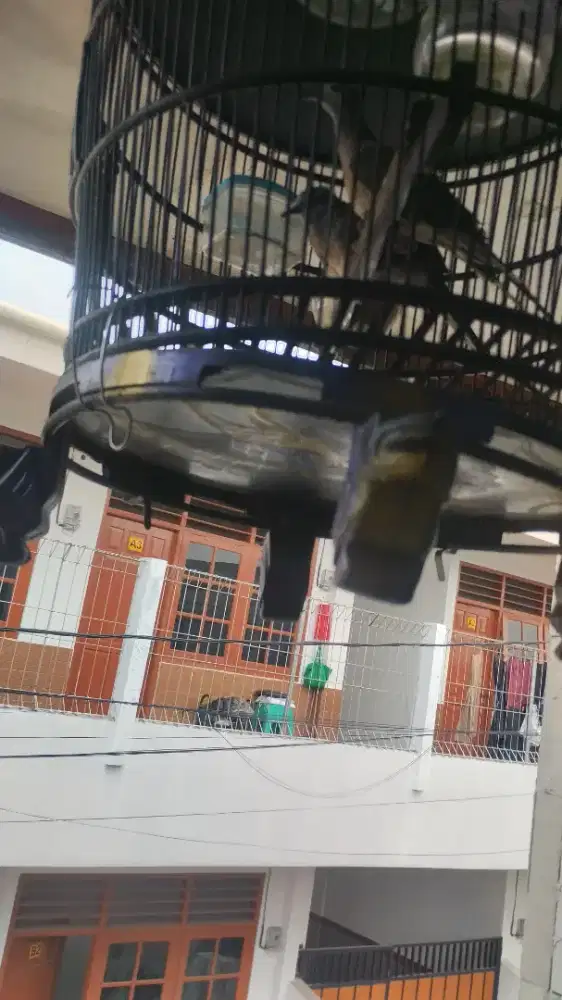 Burung perkutut Bangkok