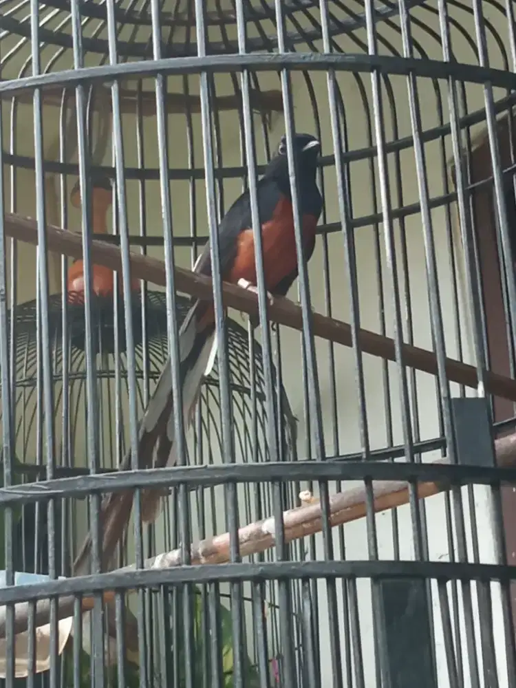 Burung Murai Batu Plus Kandang