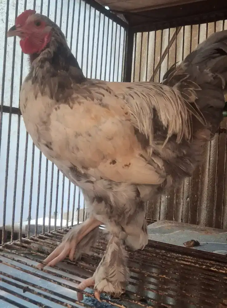 Ayam Brahma Jantan Bonus ayam Poland Jantan