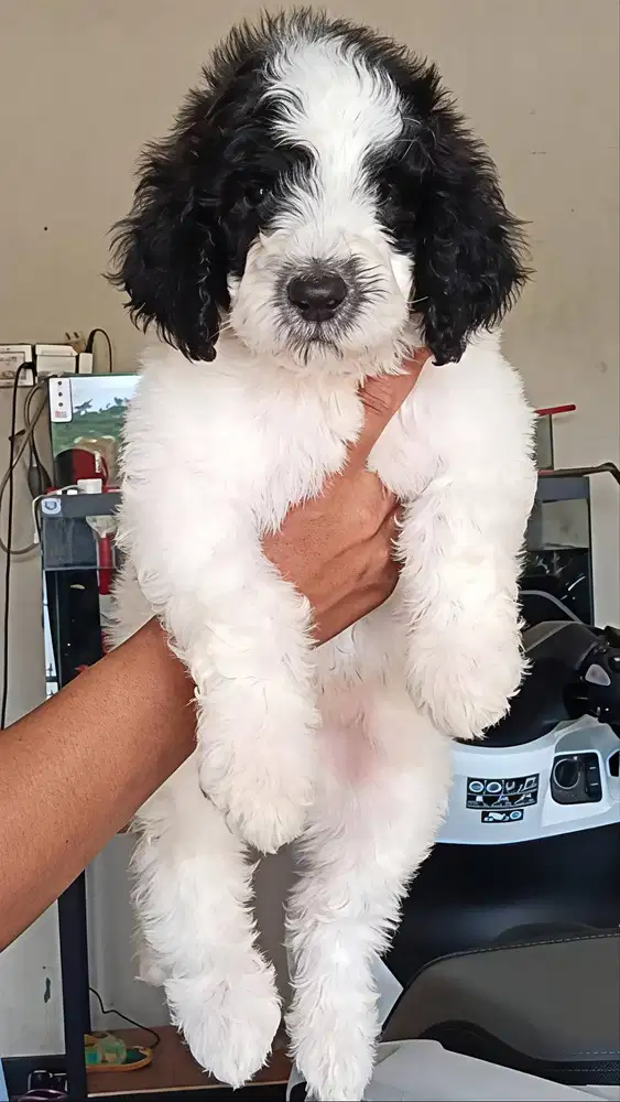 Poodle Giantpoodle