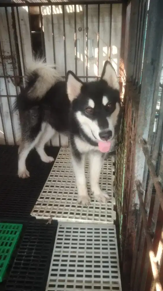 alaska malamute jantan 11 bulan
