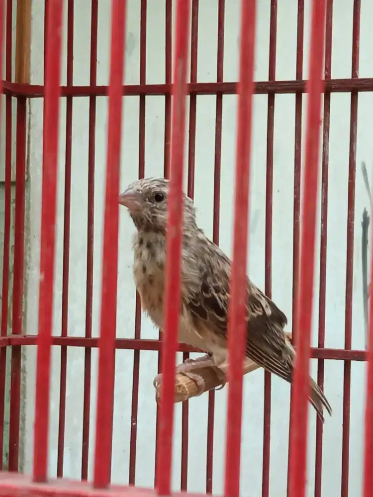 Burung Blackthroat