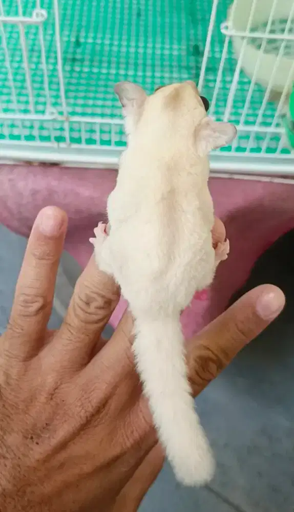 Sugar glider creamino mozaic jantan