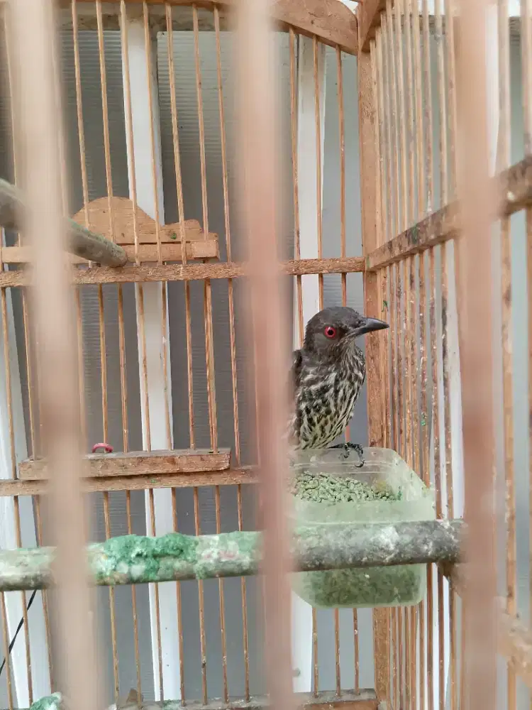Cicak keling trotol 2 ekor
