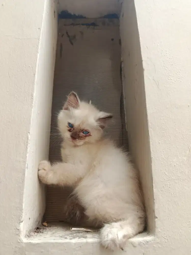 Himalaya Kitten Betina Gembul