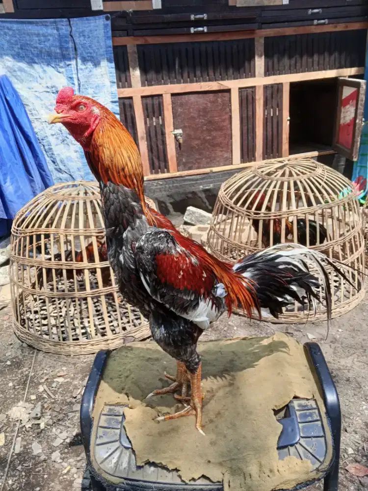 Ayam 3D(pakhoy x bk selatan x plucker) RJF