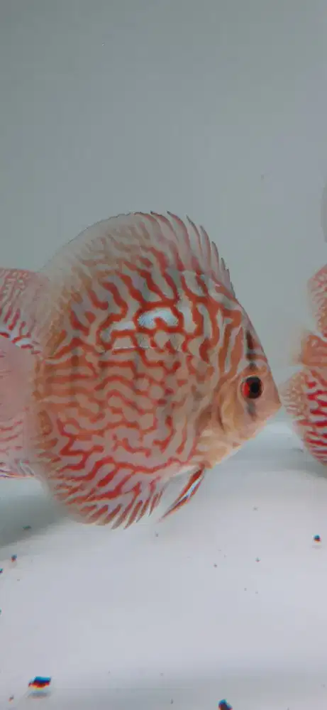 Ikan hias aquarium akuarium aquascape discus mozaic 3 inch