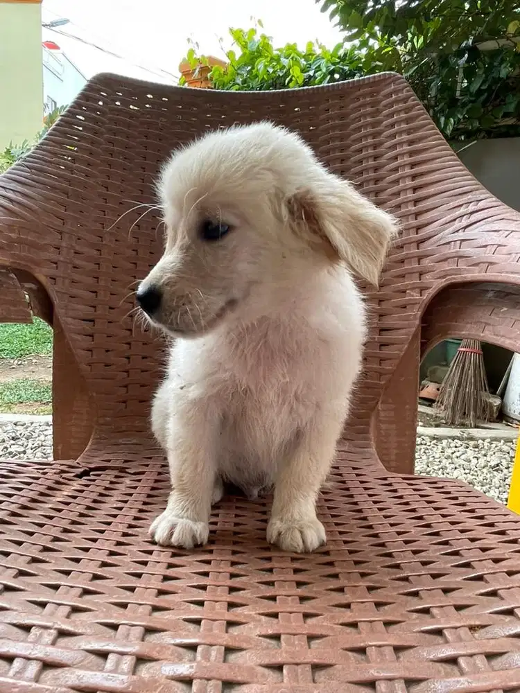 MY DOG's Piko dan Poci