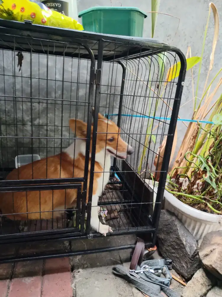 Corgie Pembroke