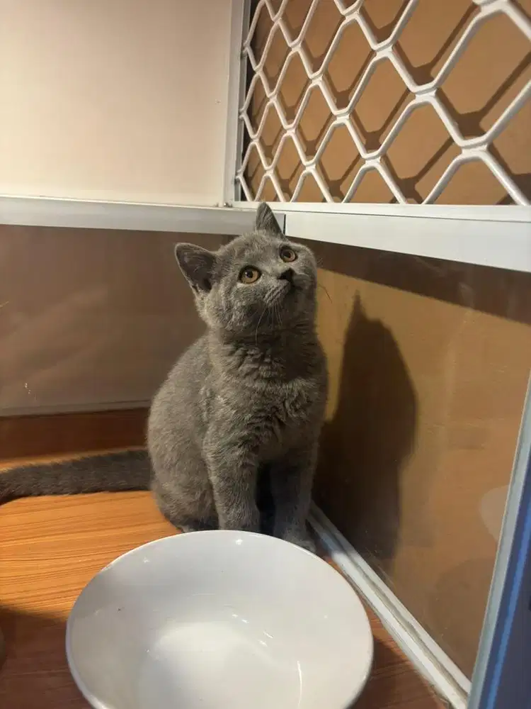 Kucing kitten BSH bsh british shorthair