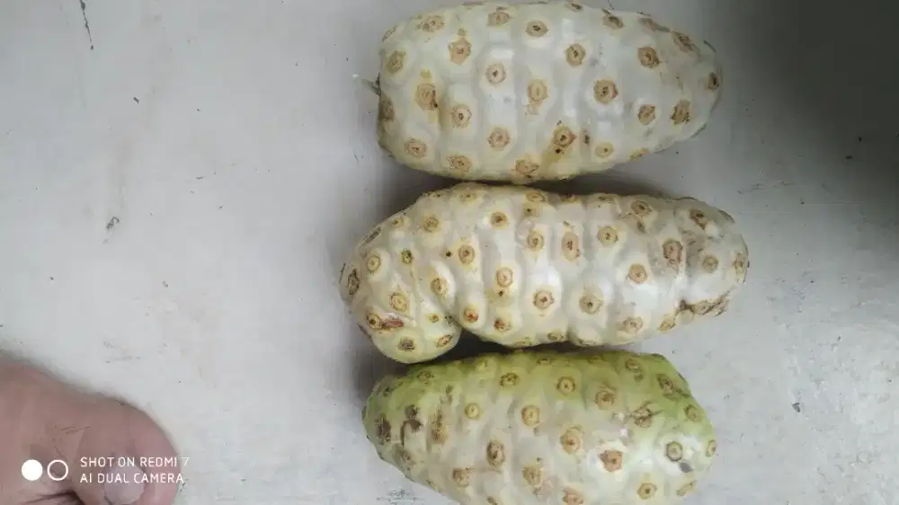 Dijual Buah Pace / Mengkudu