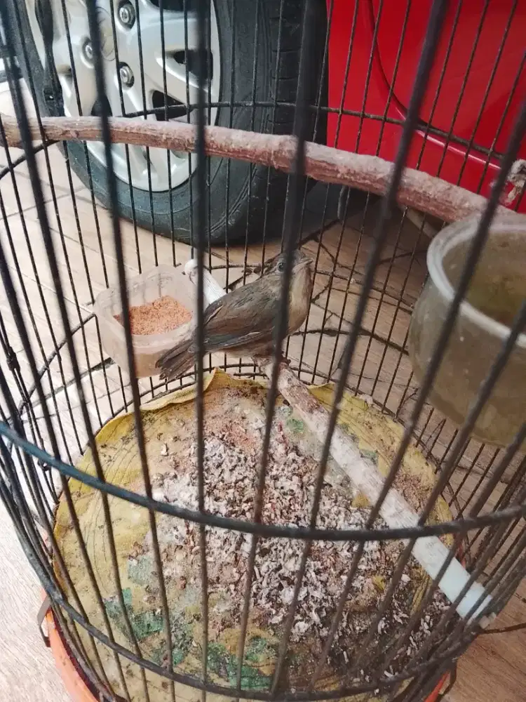 Jual burung plamboyan