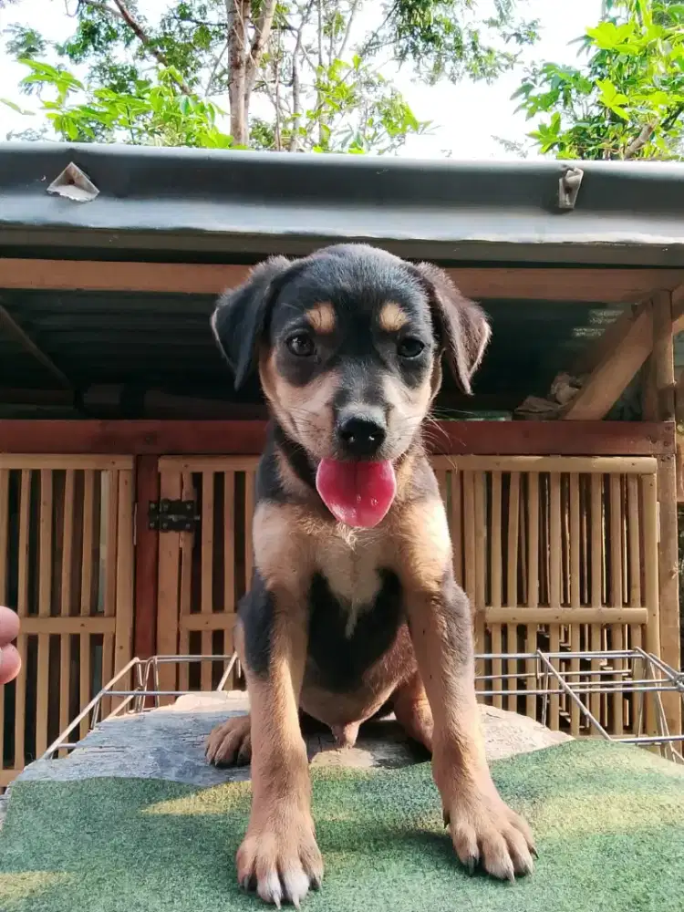 Anakan anjing ras mix