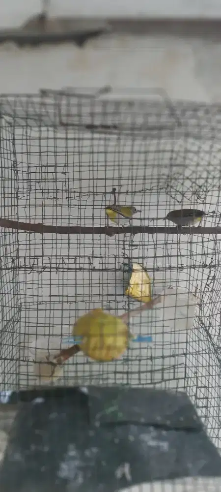 Jual sepasang endemik kecil