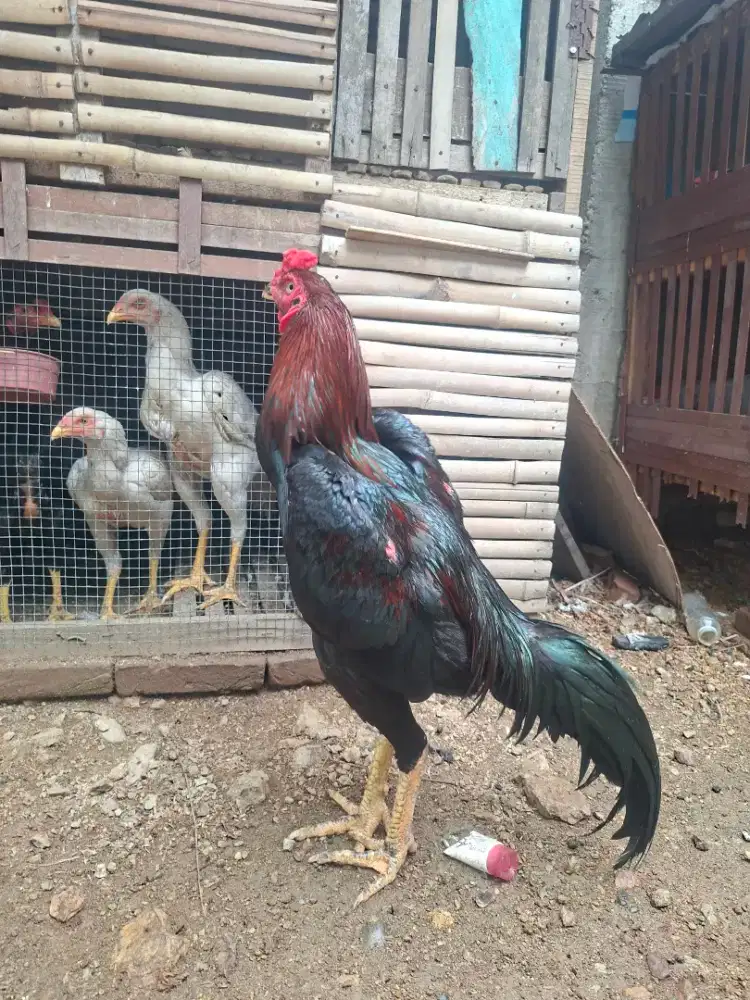 Ayam bk umur 9 thn lebih