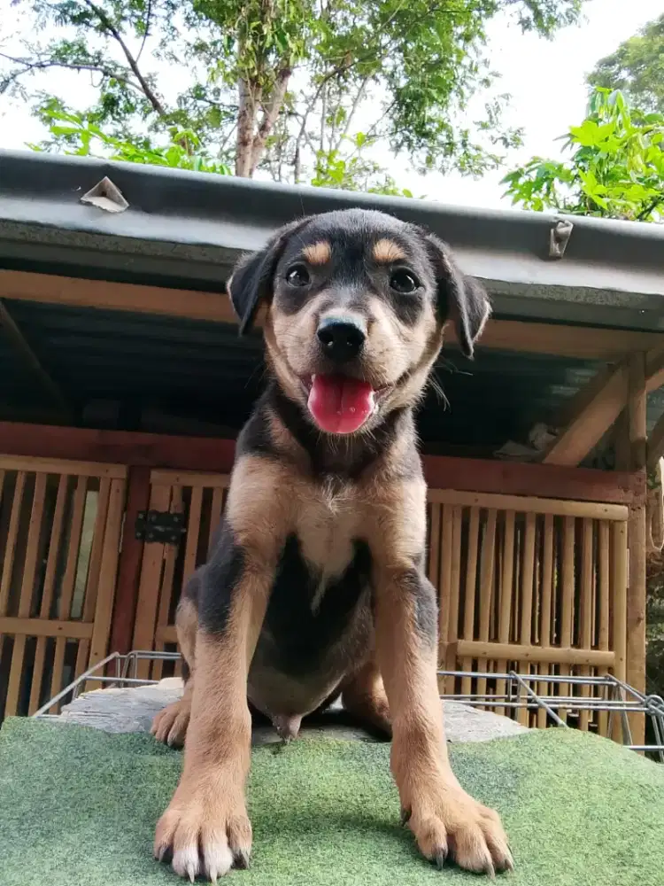 Anakan anjing ras mix