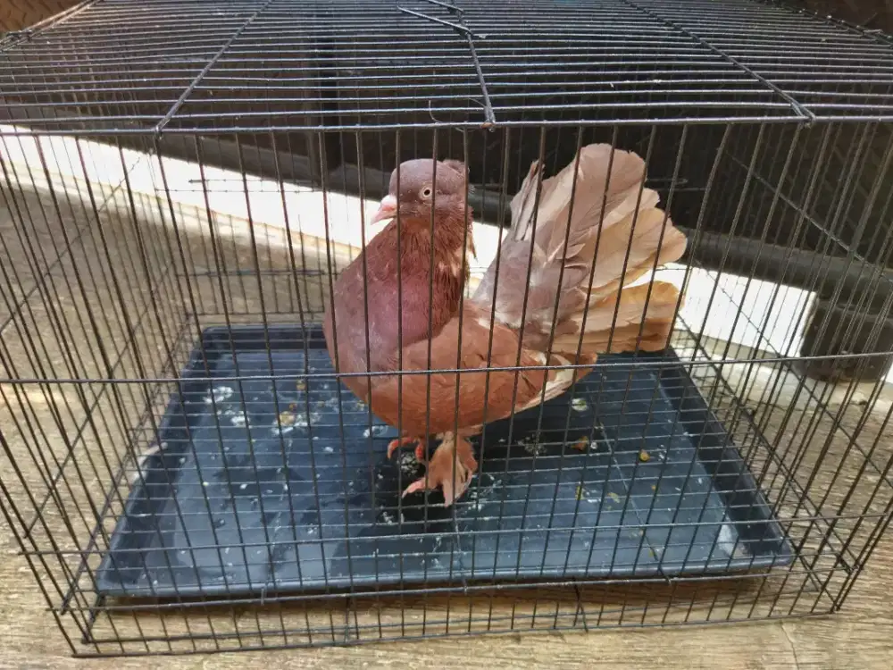 Burung Dara Merpati