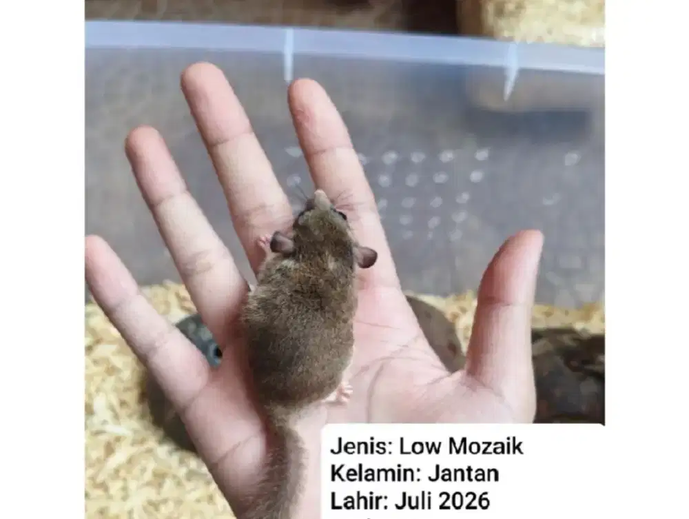 Dormice Low Mozaik