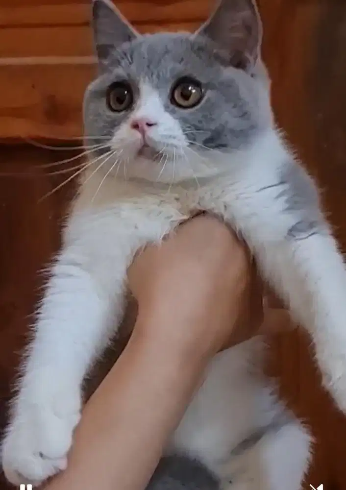 BSH BRITSHSHOTHAIR ANAKAN KUCING