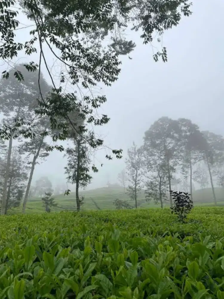 Butuh Tukang Kebun