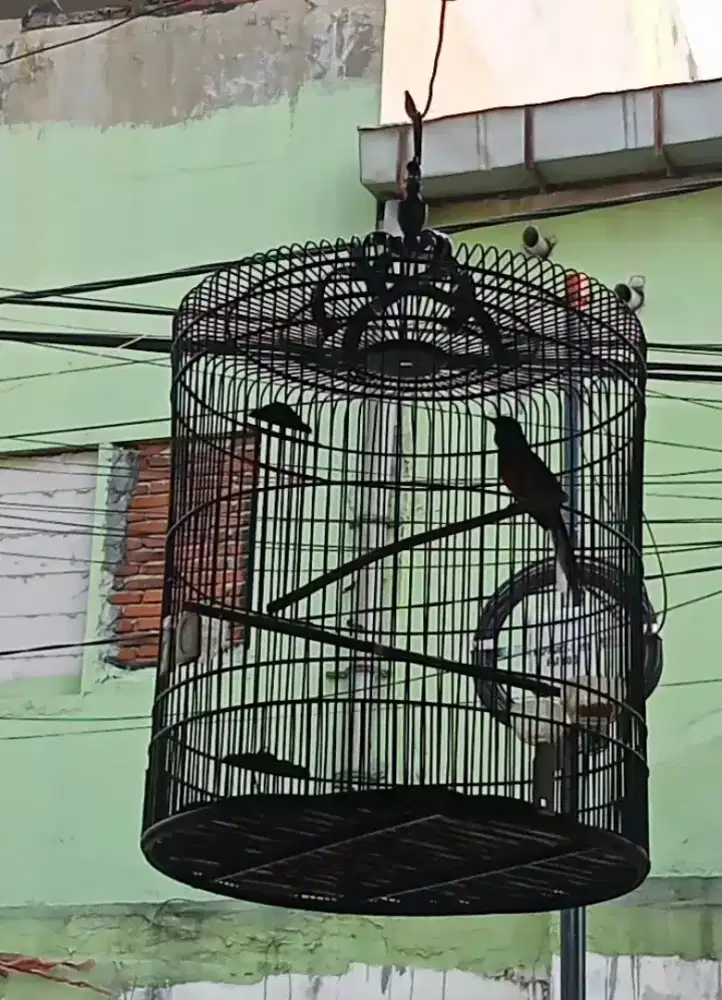 Burung murai Medan Gacorrr dor