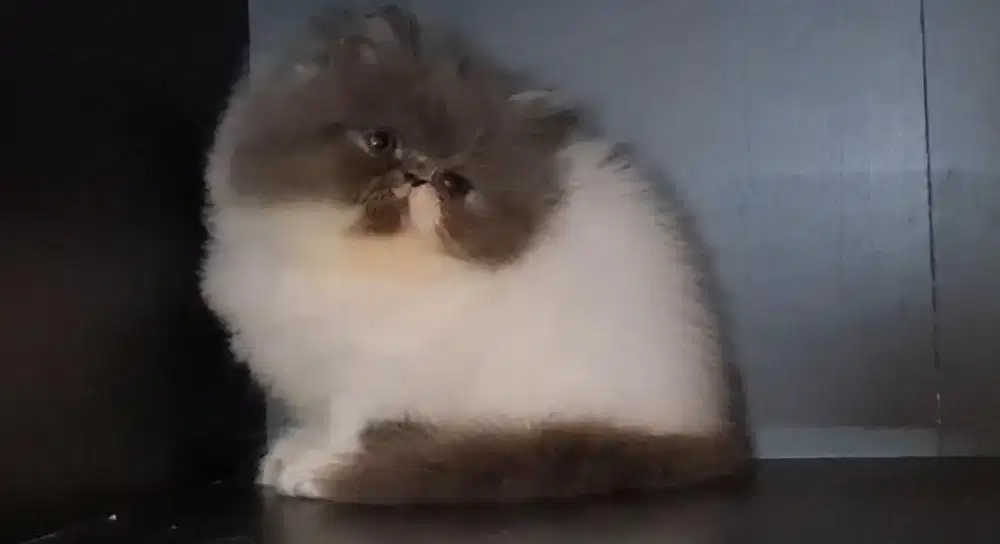 PEAKNOSE ANKAKN KUCING