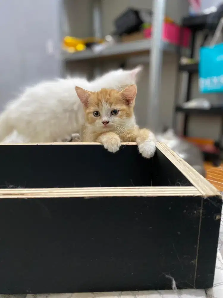 Lepas Adopt kucing