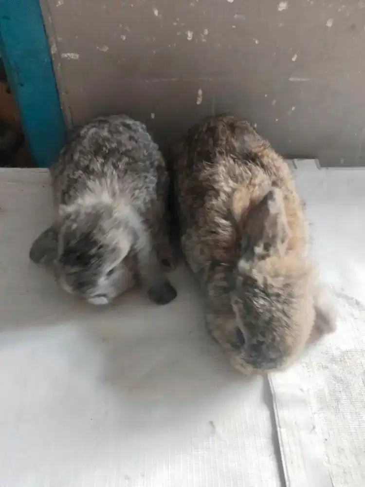 Kelinci holland lop sepasang