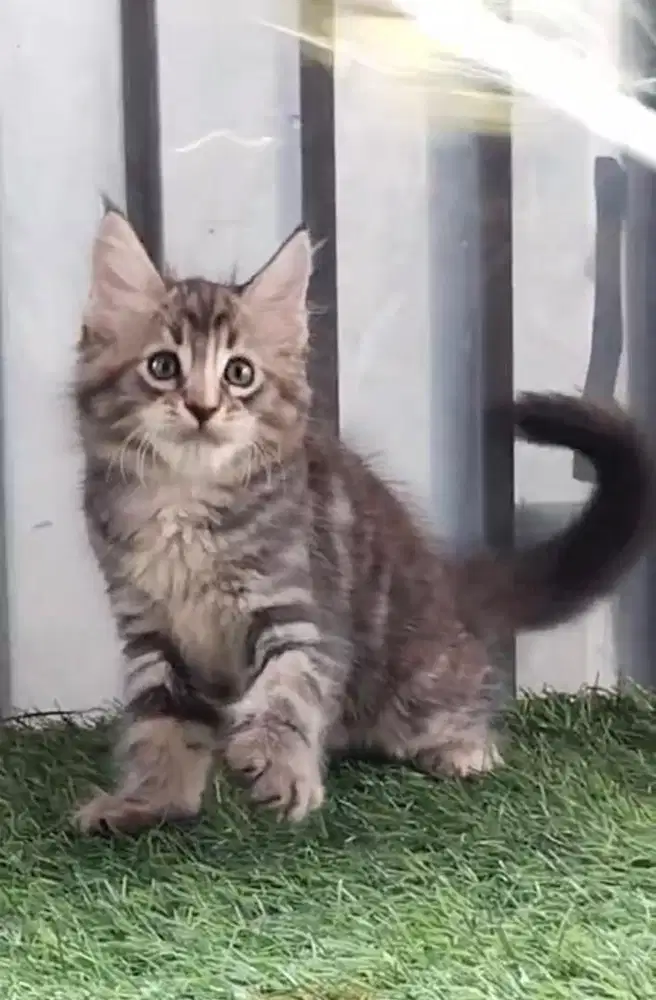 Kucing mainecoon betina non ped , all parent ped cfa