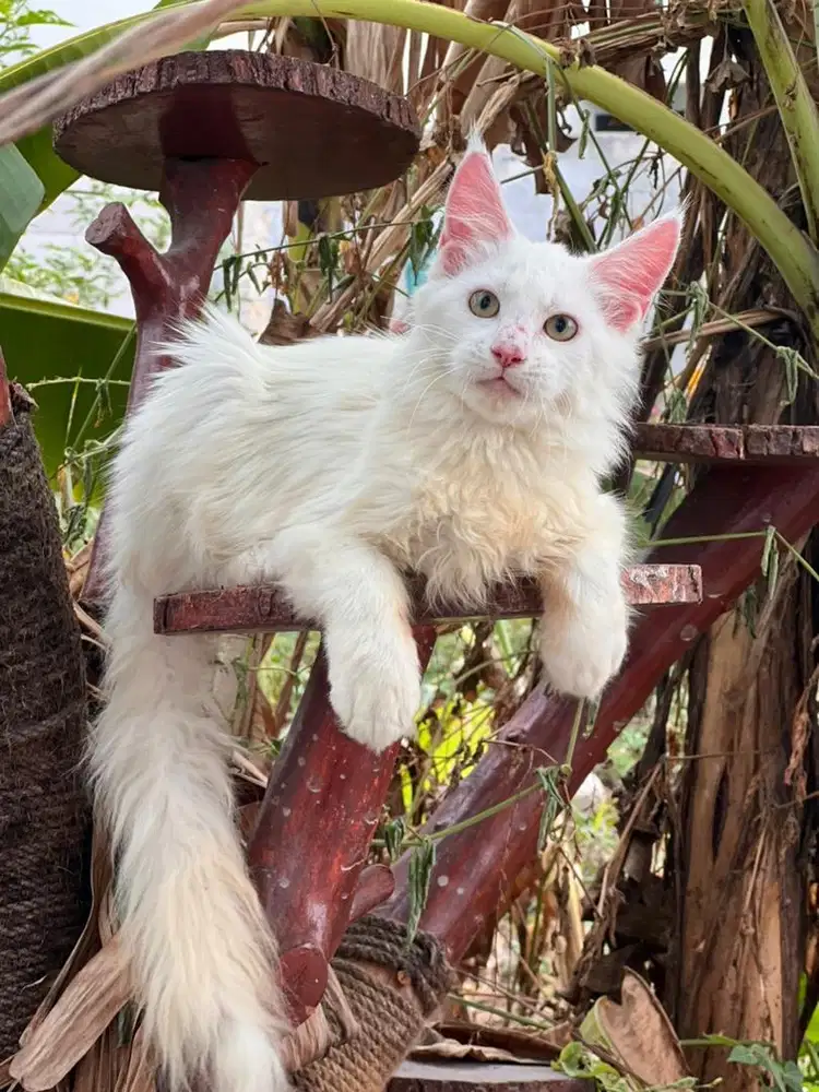 Kucing mainecoon betina non ped , all parent ped cfa