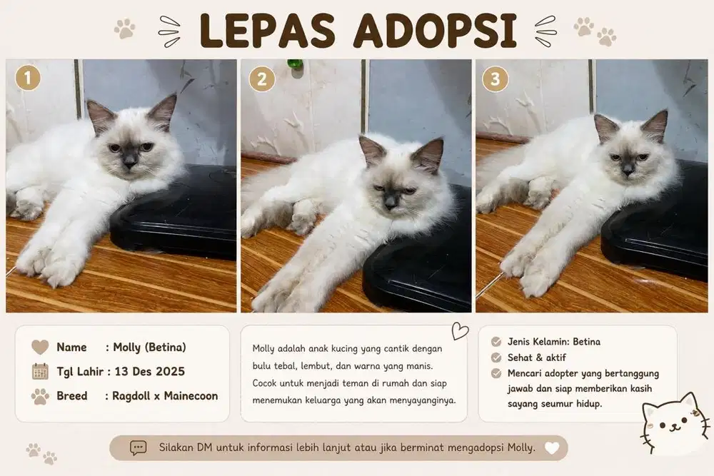 Lepas Adopt Kucing