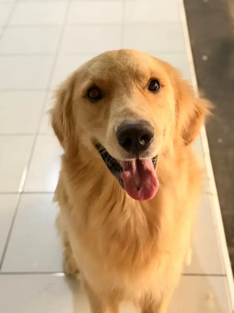 Semi Hibah Golden Retriever