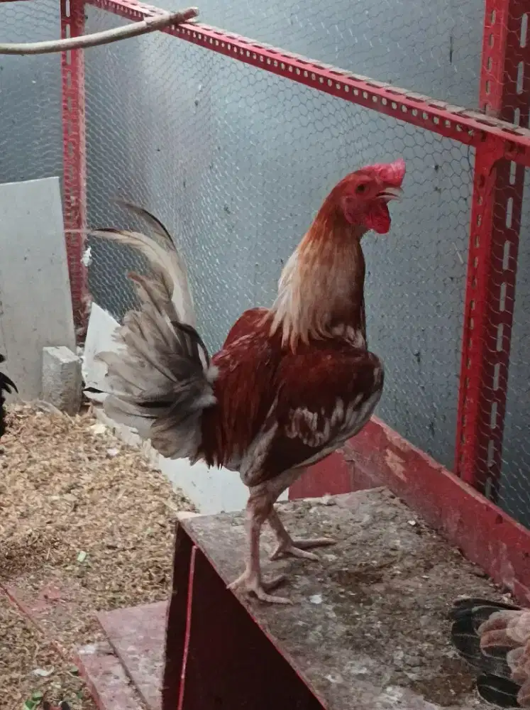 Ayam Elba Jantan usia 6 bln