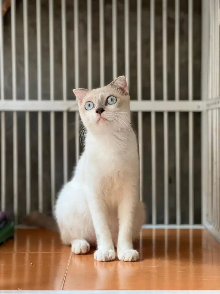 Kucing scottish fold jantan mata biru