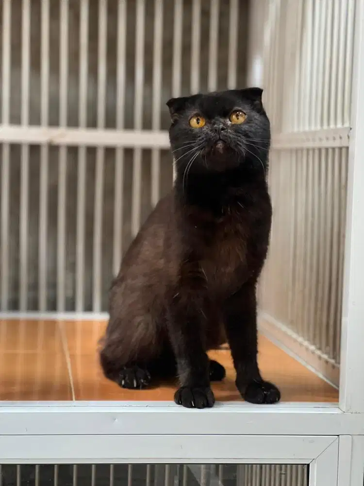 Kucing scottish fold jantan parent ped