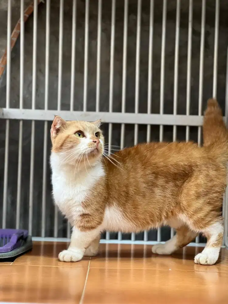 Kucing munchkin gaelic fold jantan cebol