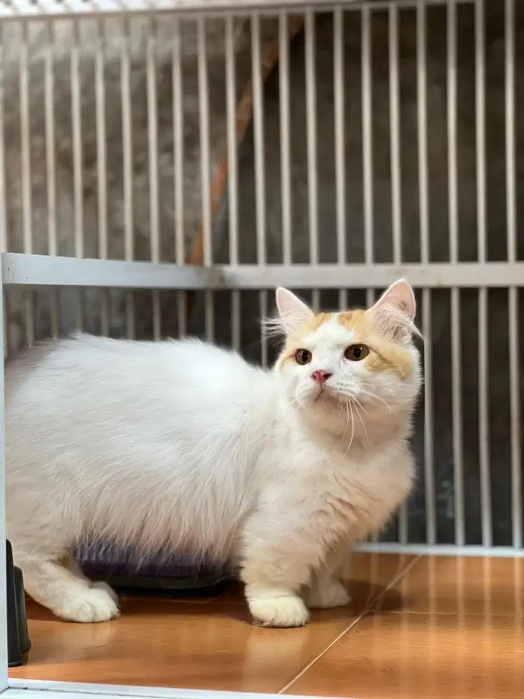 Kucing munchkin longhair jantan