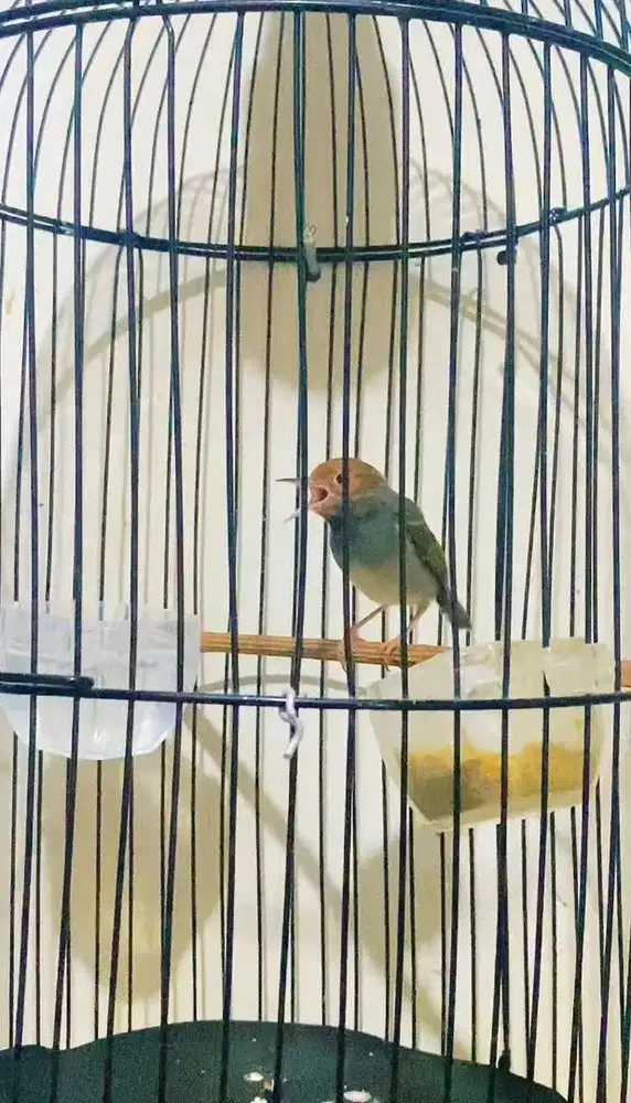 Burung prenjak jantan gacor ex masteran murai