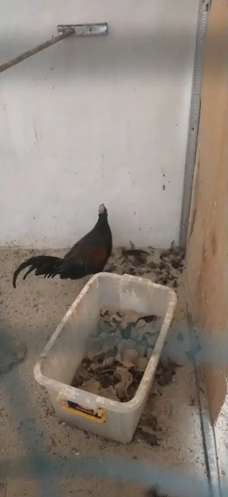 JANTAN DEWASA AYAM HUTAN HIJAU