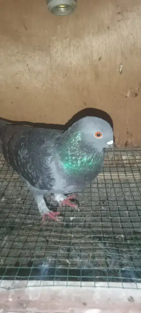 Burung dara pasangan tetap