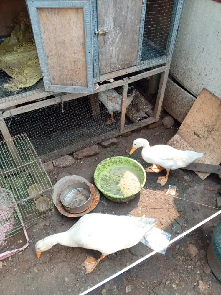 Bebek pecking ada 5 ekor