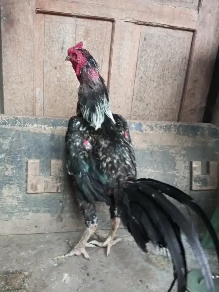 Ayam Bangkok x mangon, pacekan
